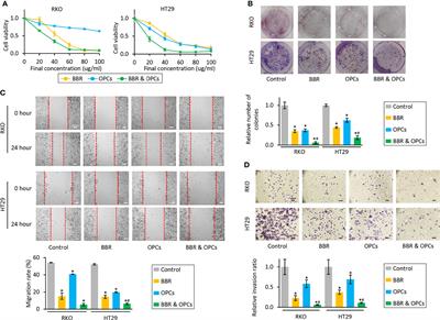 Berberine and Oligomeric Proanthocyanidins Exhibit Synergistic Efficacy Through Regulation of PI3K-Akt Signaling Pathway in Colorectal Cancer